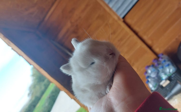Mini Lop rabbits - Advert 7