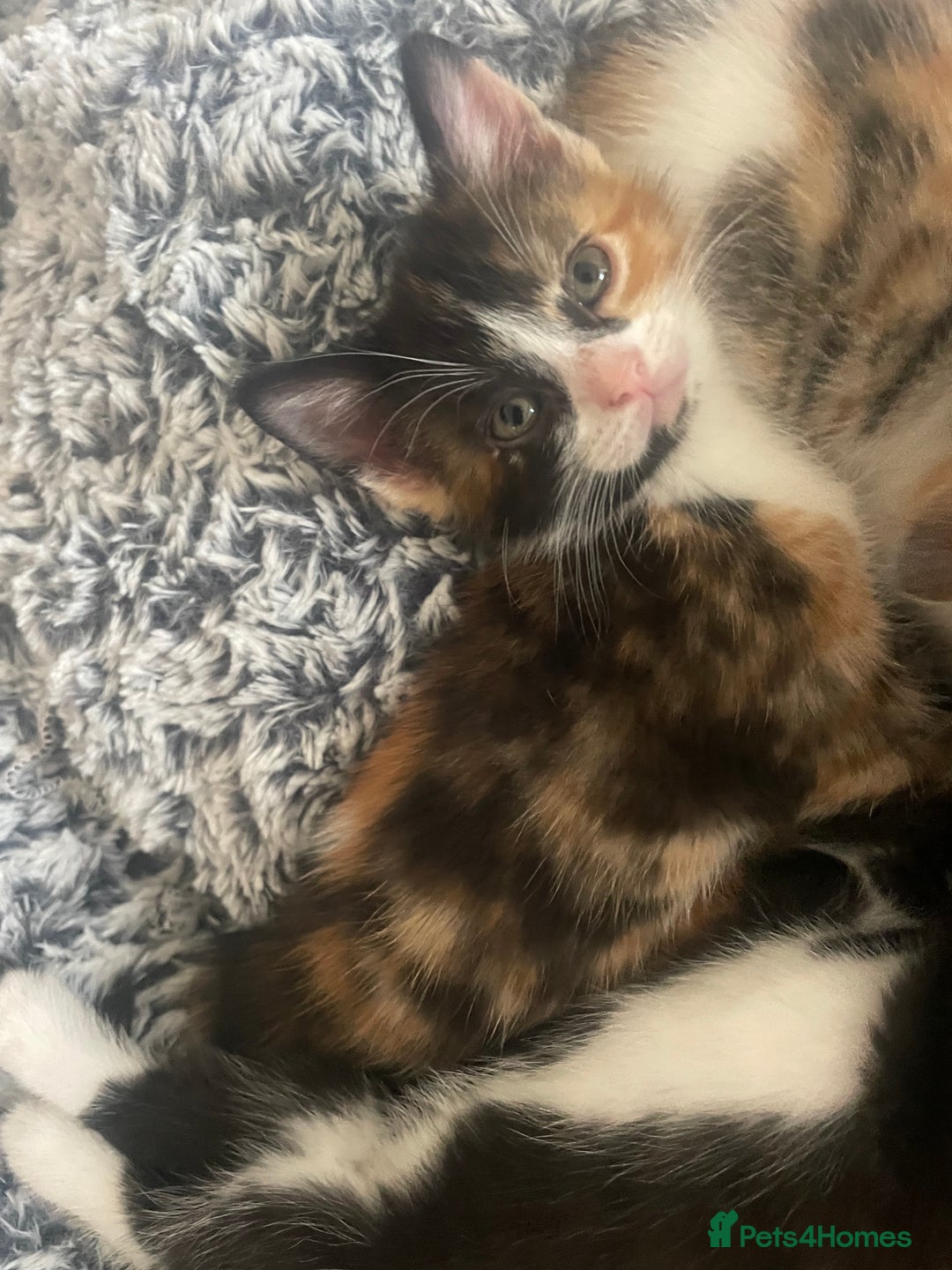 Mixed Breed cats for sale: 6 kittens for sale  - Image 21