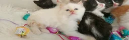 Ragdoll cats for sale: £Negotiable Beautiful cross Ragdoll/Persian😻😻😻 - Advert 32