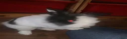 Lionhead rabbits for sale: Coco the rabbit in Thornton Heath - Advert 4
