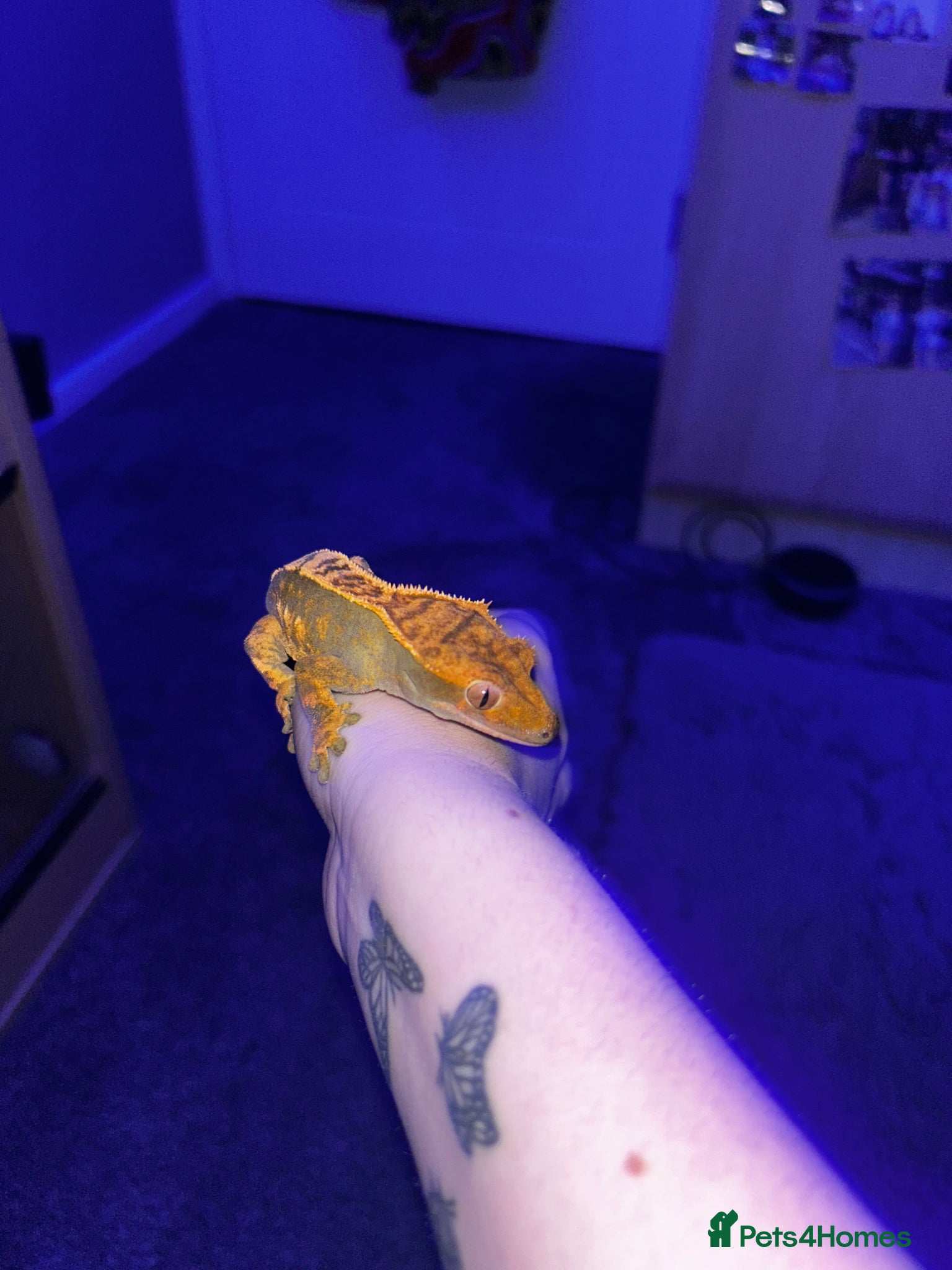 Gecko reptiles 2 adult crested geckos  - Advert 1