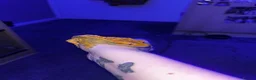 Gecko reptiles for sale: 2 adult crested geckos  - Advert 1