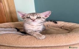 Ocicat cats for sale: Two delightful Blue Ocicat girls - Image 2