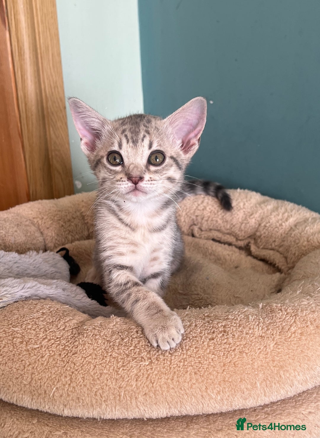 Ocicat cats for sale: Two delightful Blue Ocicat girls - Image 2
