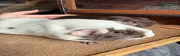 Guinea Pig rodents for sale: Various Guinea Pigs Boars and Sows - Advert 7