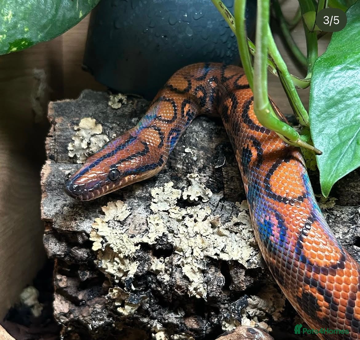 Boa Snake reptiles Brazilian rainbow boa with full set up - Advert 3