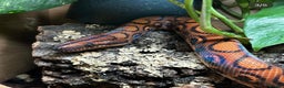 Boa Snake reptiles for sale: Brazilian rainbow boa with full set up - Advert 1