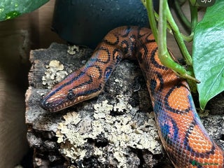 Boa Snake reptiles Brazilian rainbow boa with full set up - Advert 3