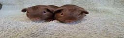 Guinea Pig rodents for sale: Two Lovely Self Caramel Guinea Pig Pet Boars - Advert 1