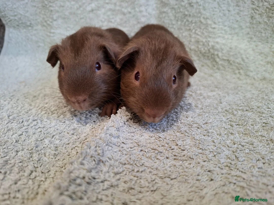 Guinea Pig rodents for sale: Two Lovely Self Caramel Guinea Pig Pet Boars - Advert 1