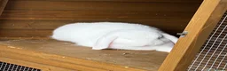 Mini Lop rabbits for sale: 🤍 Beautiful White Male English Lop Bunny 🤍 in Gloucester - Advert 11