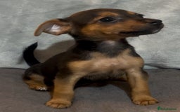 Jack Russell dogs for sale: 🌈 Rare Coloured Old Fashion Type Jack Russel’s 😂 - Image 11