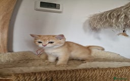 British Shorthair cats for sale: PEDIGREE BRITISH SHORT HAIR READY NOW !!! - Image 7