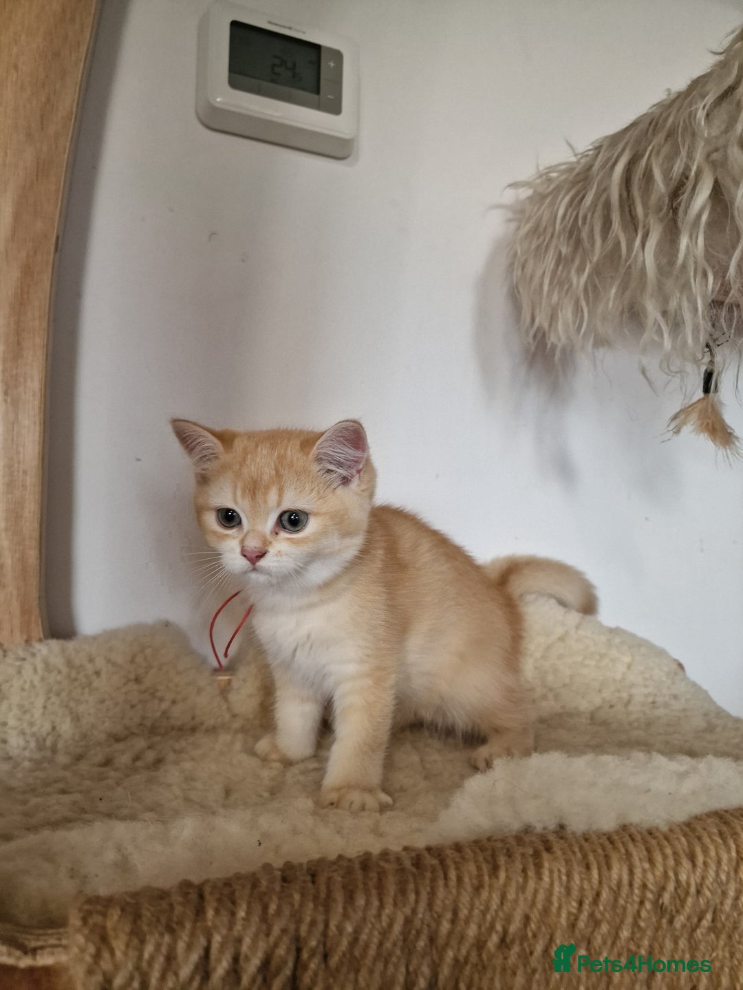 British Shorthair cats for sale: PEDIGREE BRITISH SHORT HAIR READY NOW !!! - Image 7