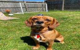 Beaglier dogs for sale: Beaglier needing new home - Image 3