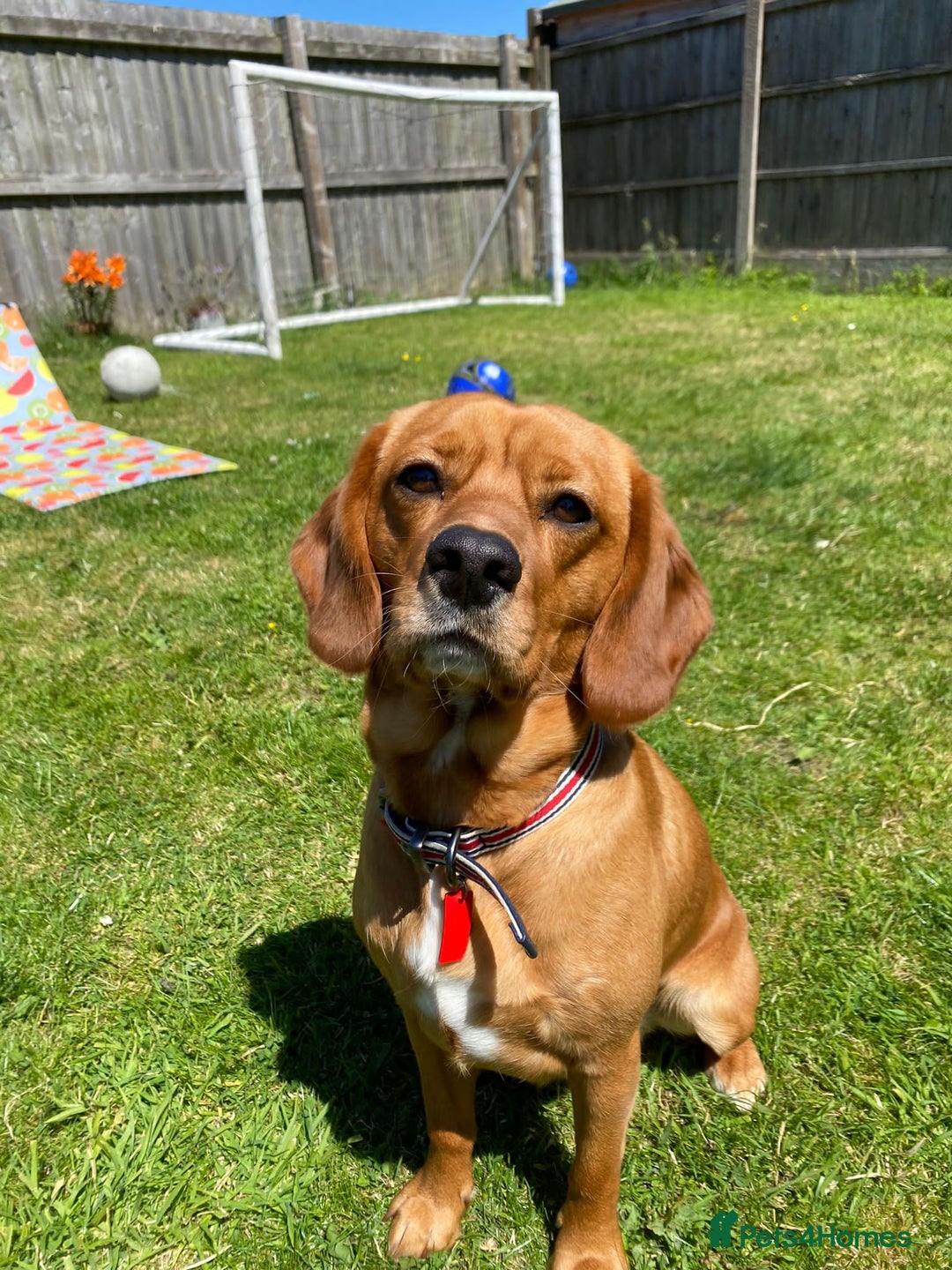 Beaglier dogs for sale: Beaglier needing new home - Image 3