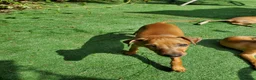Italian Greyhound dogs for sale: Stunning kc Italian greyhounds  - Advert 4