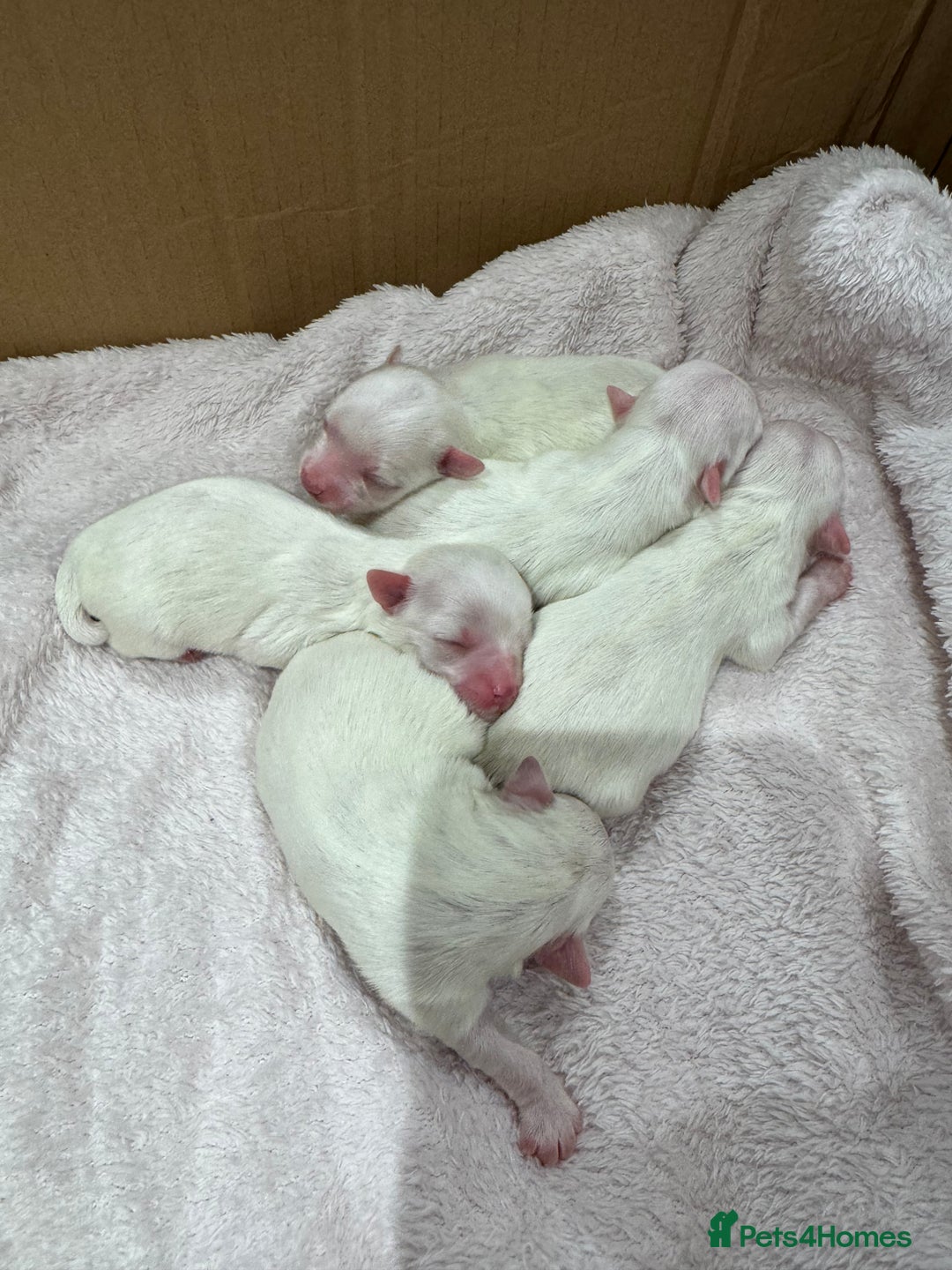 Maltese dogs for sale: Maltese puppies - Image 3