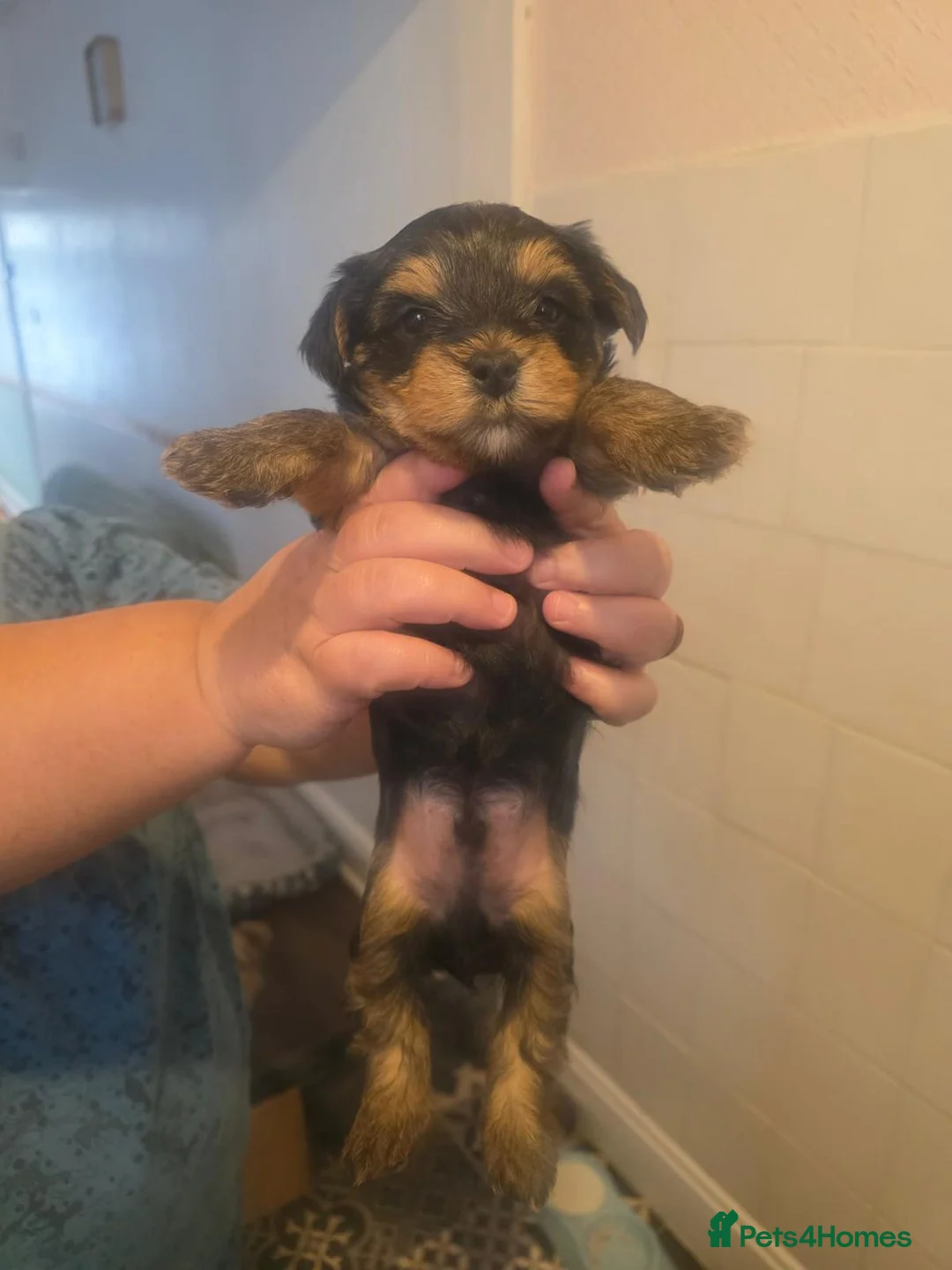 Yorkshire Terrier dogs for sale: Yorkshire Terrier Boys - Advert 1