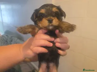 Yorkshire Terrier dogs Yorkshire Terrier Boys - Advert 1