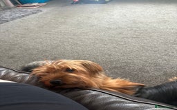 Yorkshire Terrier dogs for sale: Beautiful coco  - Image 2