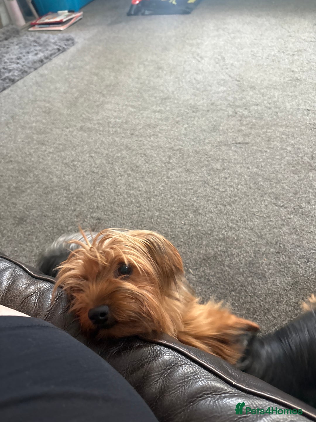 Yorkshire Terrier dogs for sale: Beautiful coco  - Image 2