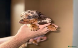 Miniature Dachshund dogs for sale: 🩷💙Stunning KC Mini Dachshund Puppies💙 - Image 9