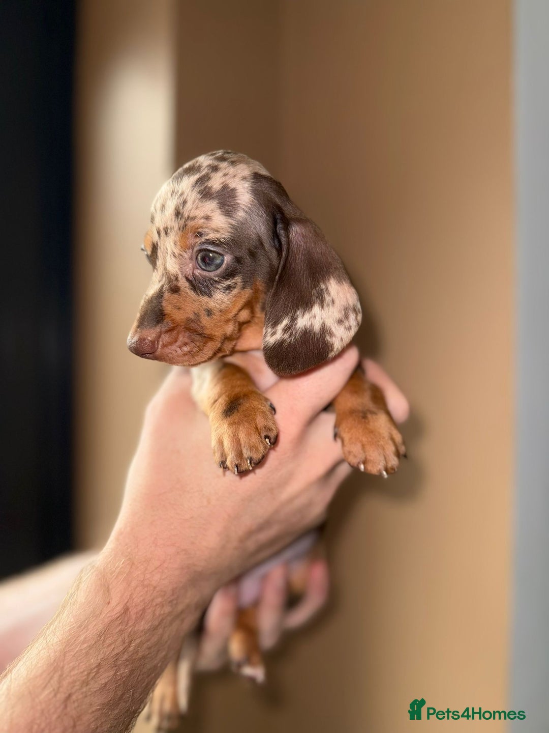 Miniature Dachshund dogs for sale: 🩷💙Stunning KC Mini Dachshund Puppies💙 - Image 9