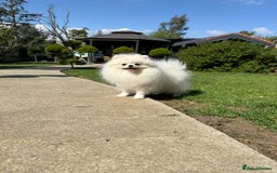Pomeranian dogs for sale: Well house trained White Pomeranian Girl - Image 10