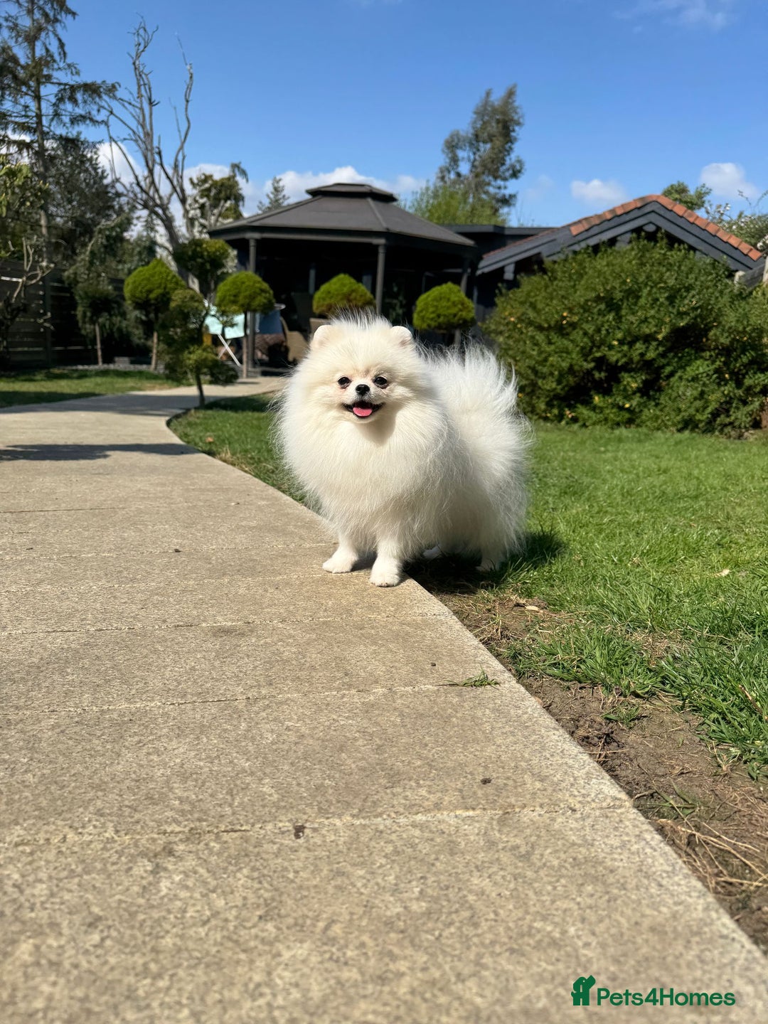 Pomeranian dogs for sale: Well house trained White Pomeranian Girl - Image 10