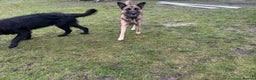 Mixed Breed dogs for sale: German Shepherd Cross intact bitch dog - Advert 5