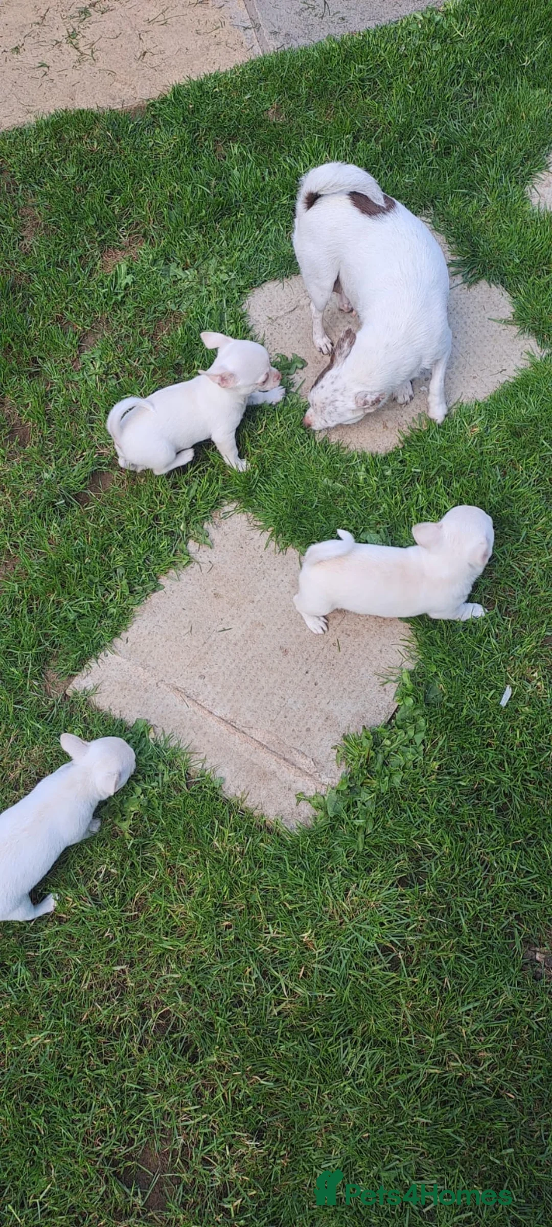 Chihuahua dogs for sale: 3 unique Blue eyed Chihuahua pups - Advert 25