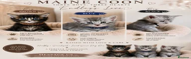 Maine Coon 1