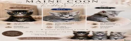 Maine Coon cats for sale: Maine coon kittens for sale 🩷💙 in Loughton - Advert 7