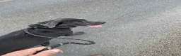 Labrador Retriever dogs for stud: Gorgeous KC Charcoal Labrador Stud - Advert 6
