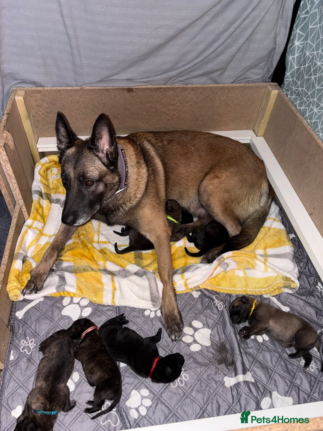 Mixed Breed dogs for sale: Belgium Malinois x Dutch Herder Puppies - Advert 11