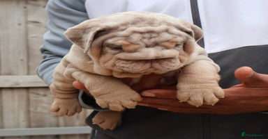 English Bulldog dogs - Advert 4