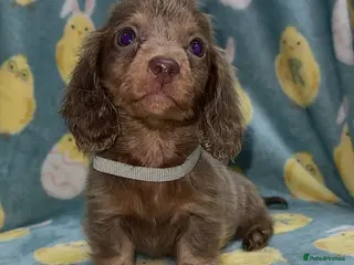 Miniature Dachshund dogs Miniature dashaund puppy’s available now - Advert 15