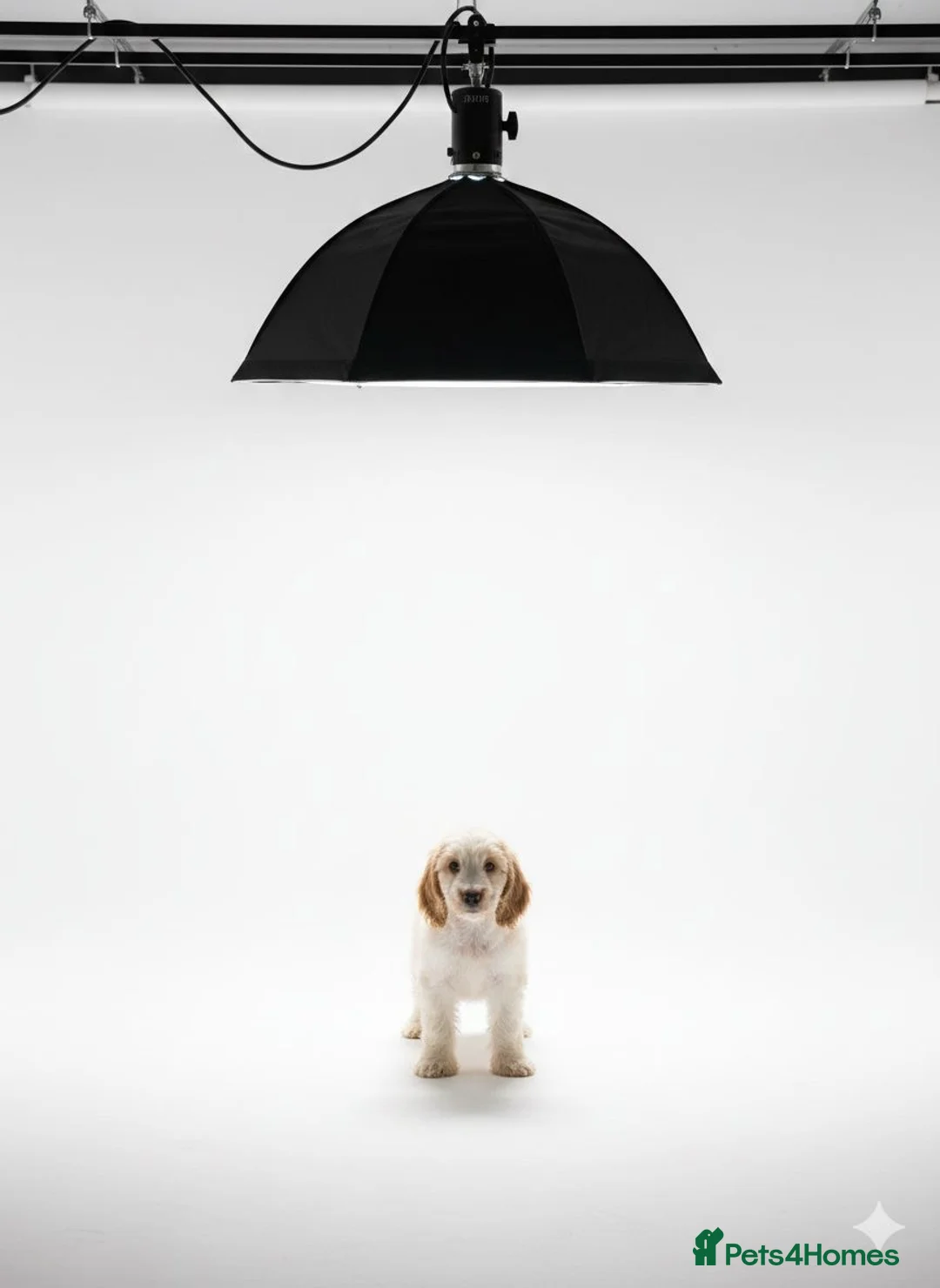 Cockapoo dogs for sale: 1 female F1 cockapoo puppies  - Advert 9