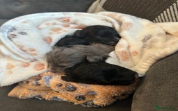 Maltipoo dogs for sale: F1 Toy Maltipoos - Image 20