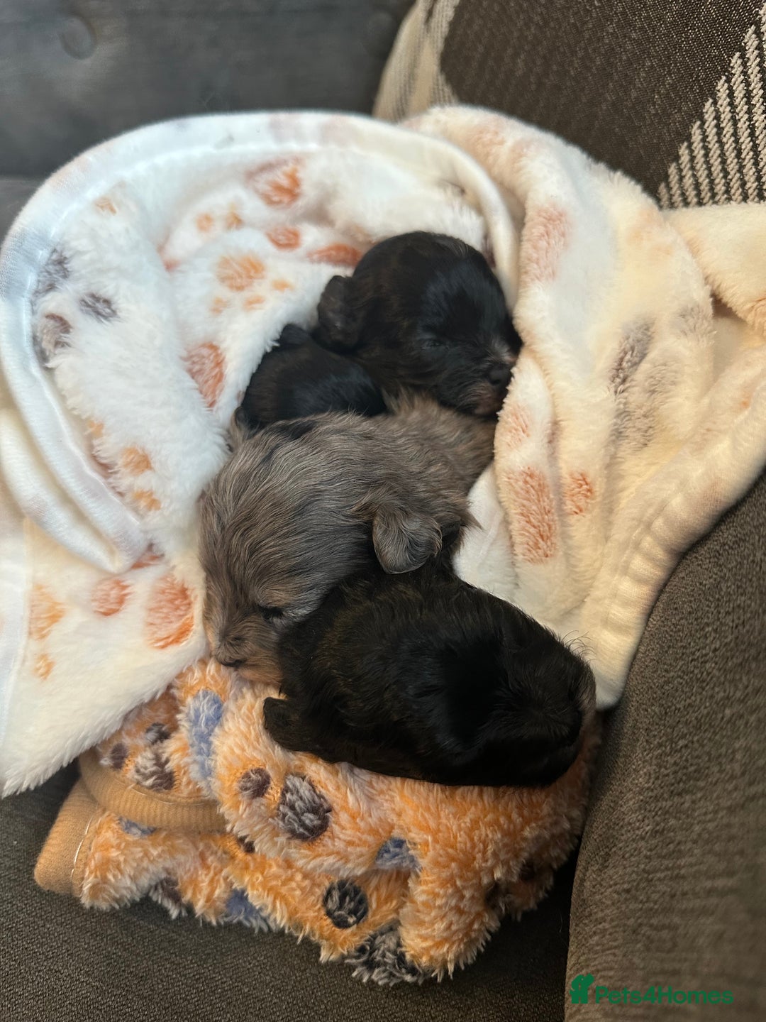 Maltipoo dogs for sale: F1 Toy Maltipoos - Image 20