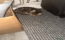 Norwegian Forest Cat cats for sale: Fluffy bundles of joy ready now  - Image 5