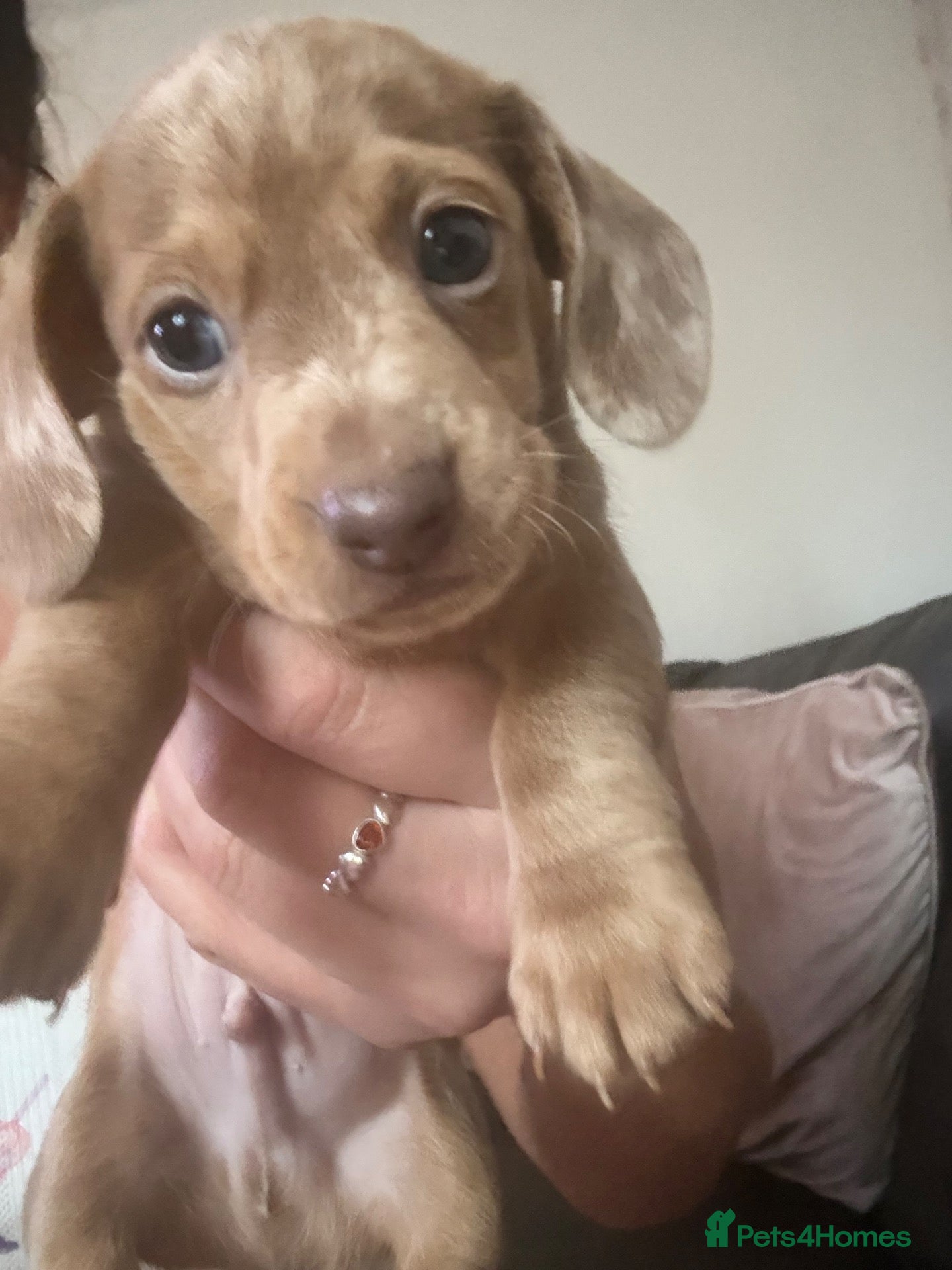 Dachshund dogs     Beautiful Miniature Dachshund Puppies  - Advert 2