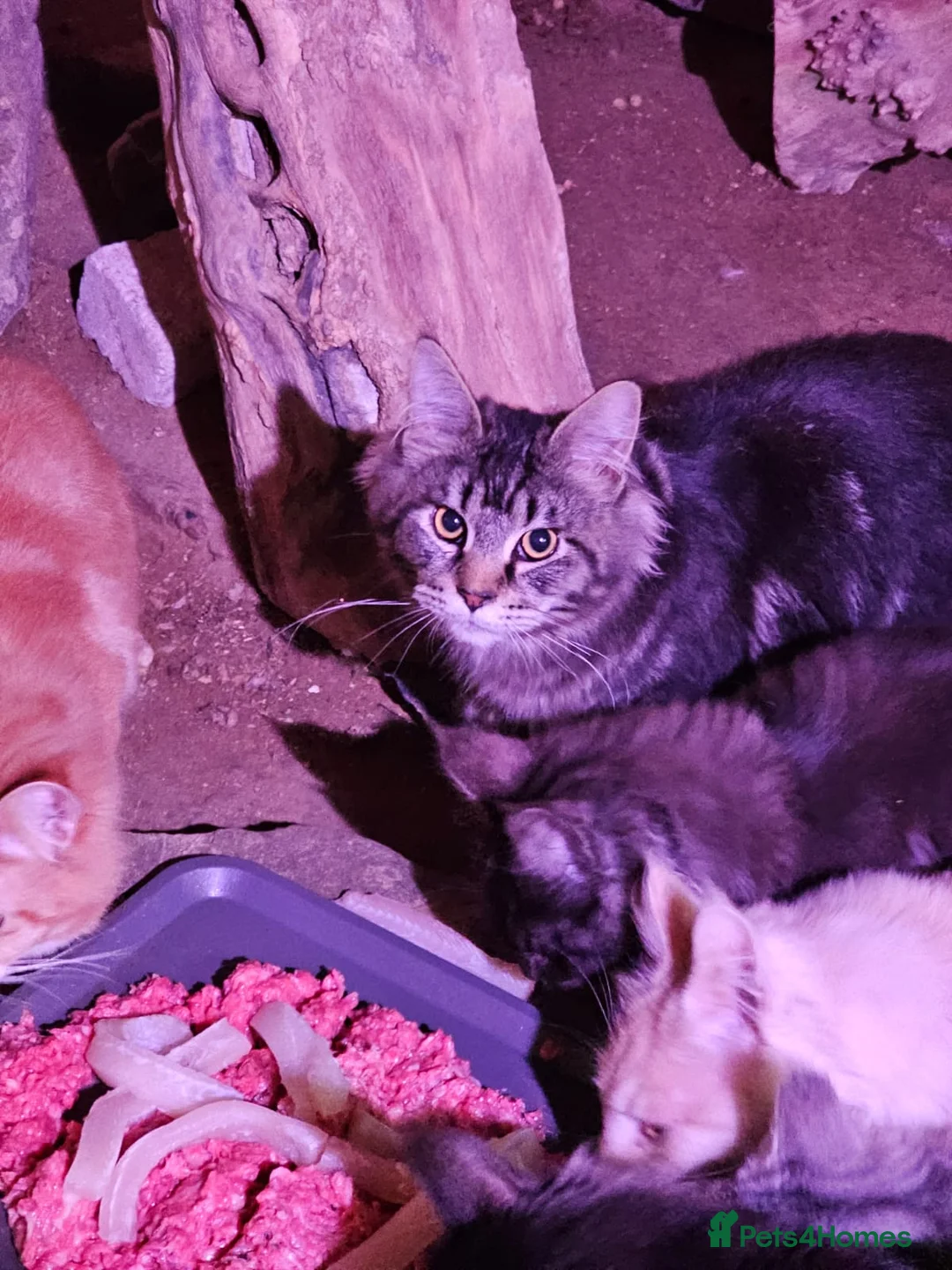Maine Coon cats for sale: Group of maine coons  - Advert 2