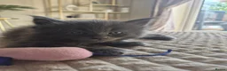 Ragcoon cats for sale: Beautifull Blue in colour ragdoll / maincoon mix - Advert 13