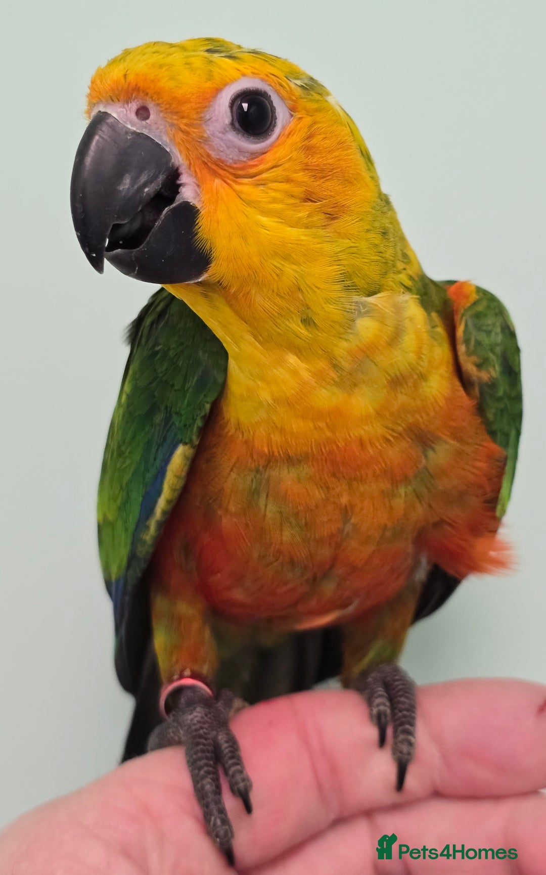Conures birds for sale: Stunning Handreared Baby Conures!!! - Advert 10