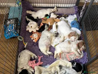 Cocker Spaniel dogs Show cockers - Advert 4