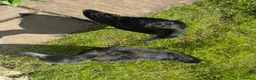 Ducks poultry for sale: Cayuga Ducks for rehome in Grimsby - Advert 3