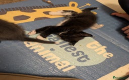American Shorthair cats for sale: Boy kitten available - Image 2