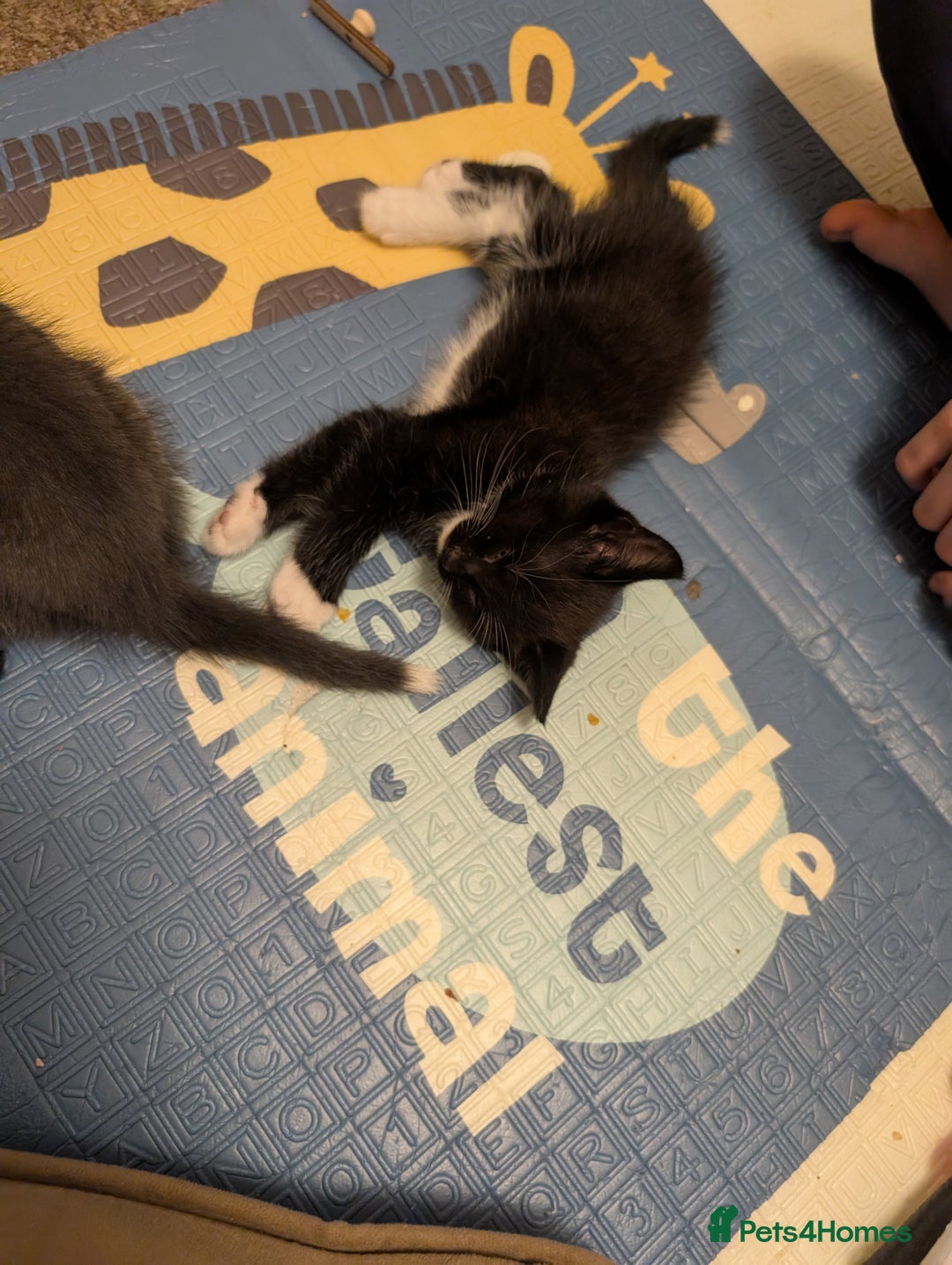 American Shorthair cats for sale: Boy kitten available - Image 2